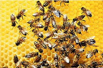 Bee Removal