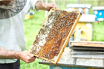 Bee Tours