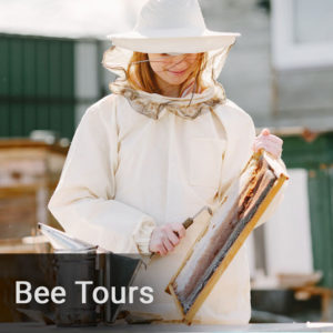 A Day in the Life of a Bee