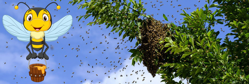 Bee Propolis