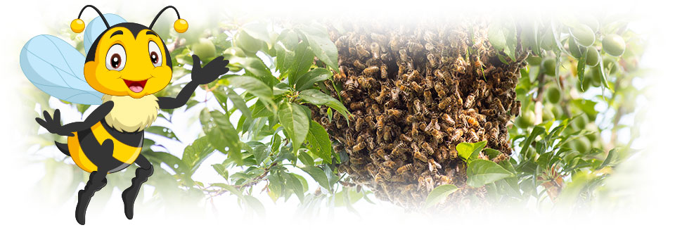 Bee Removals