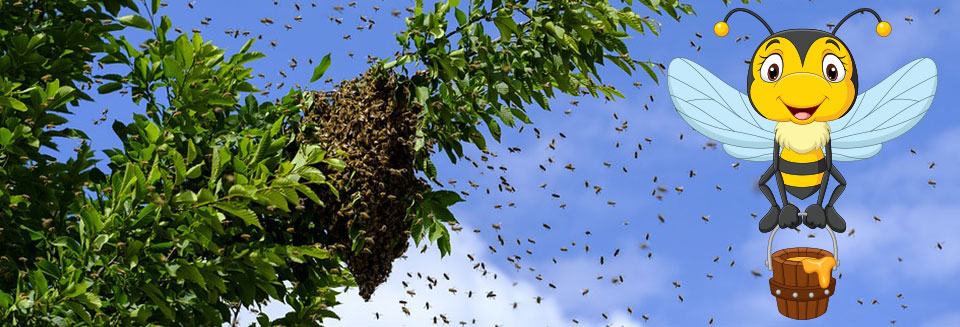Bee Removals