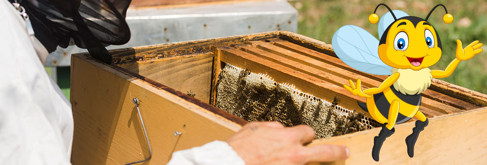 Bee Removals