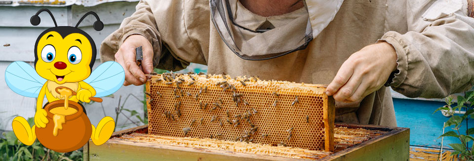Bee Removals