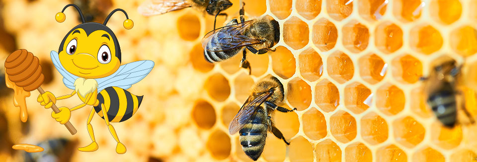 Bee Removals