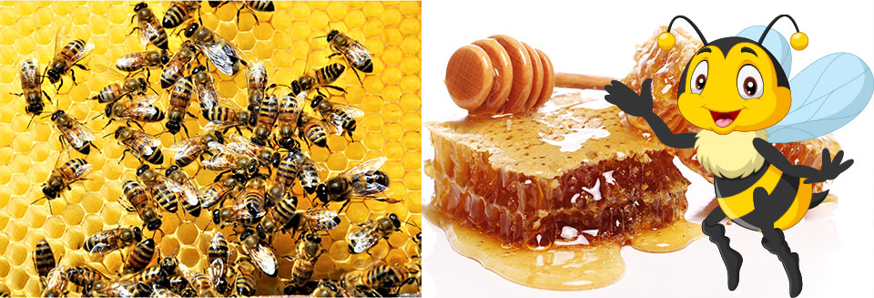 Beeswax Banner 